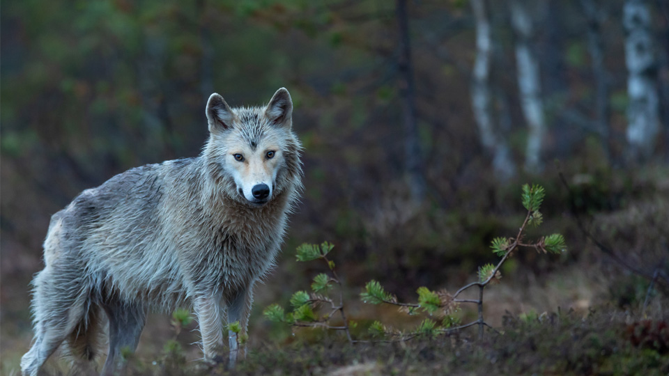 A Finnish wolf in a forest