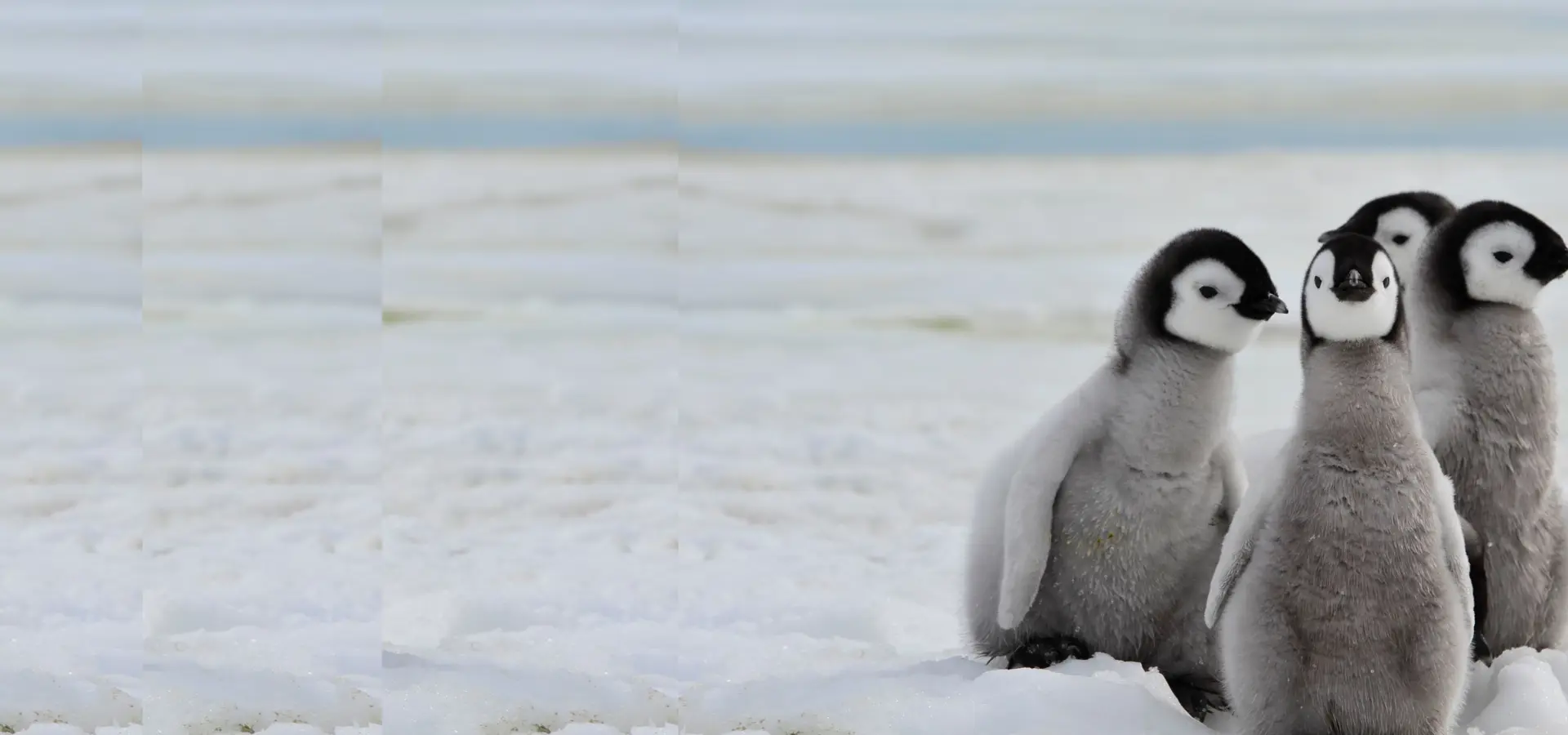 Gib der Natur eine Chance zu leben.