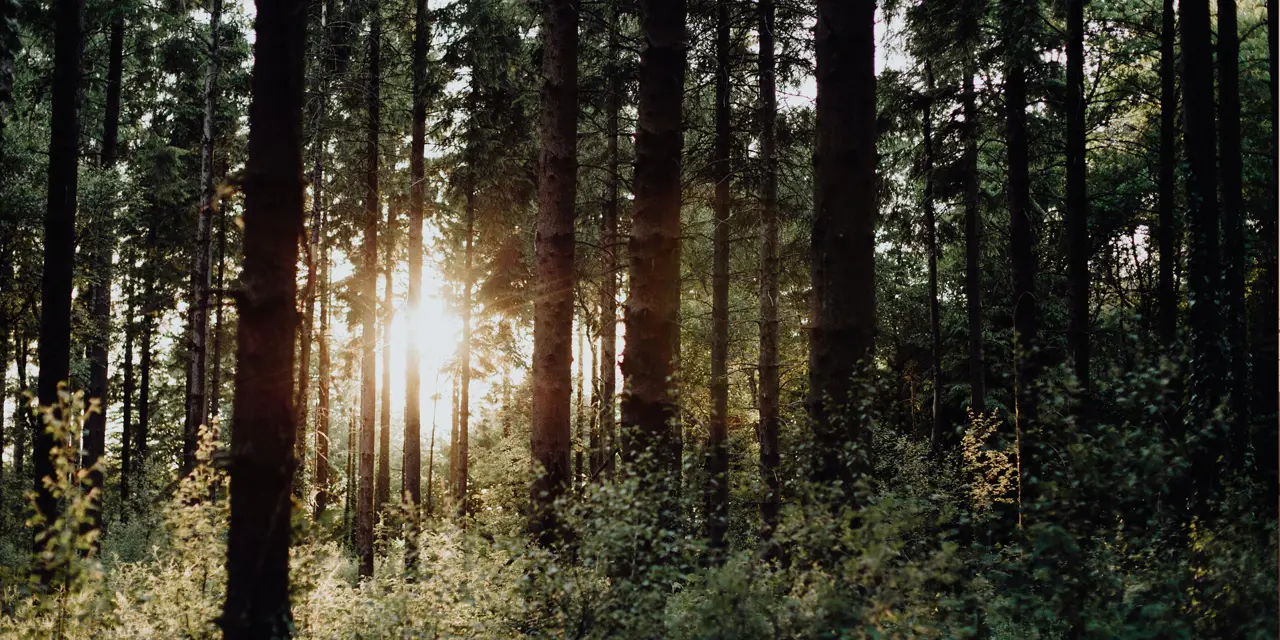 Sunlight shining through dense forest