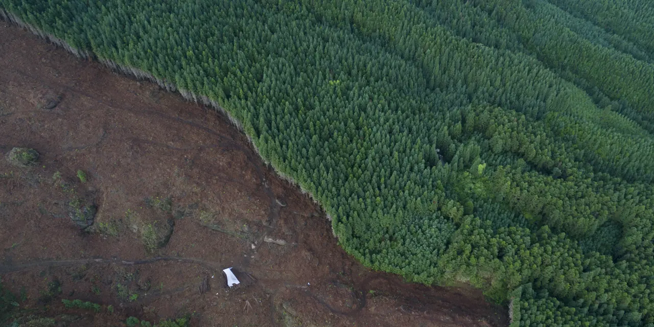 Aerial view of forest which has half disappeared from logging
