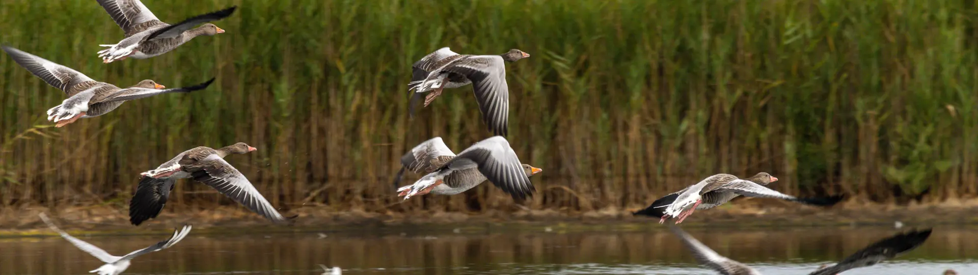 Wild geese at a lake in Brandenburg, Germany