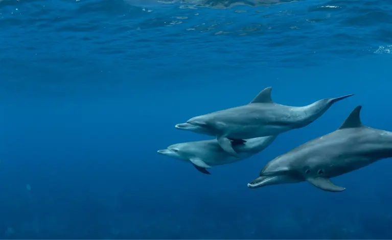 Zum Erath Day gemeinsam den Meeresschutz stärken