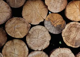Ends of timber logs