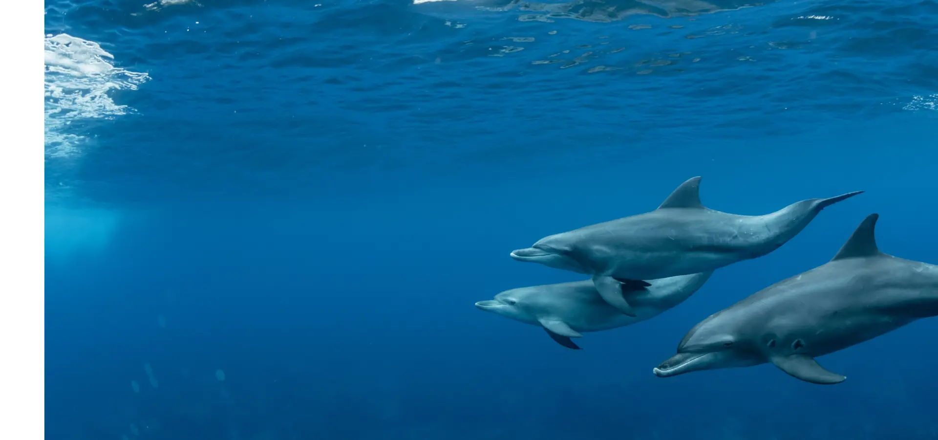 Zum Erath Day gemeinsam den Meeresschutz stärken